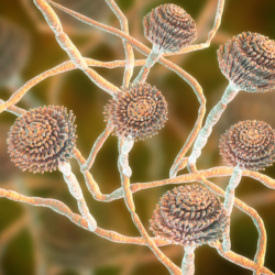 champignons aspergillus observés au microscope