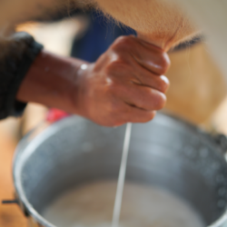 agriculteur qui trait une vache