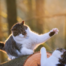 deux chats en pleine bagarre