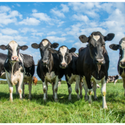 troupeau de vaches dans une prairie