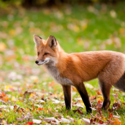 jeune renard dans la nature