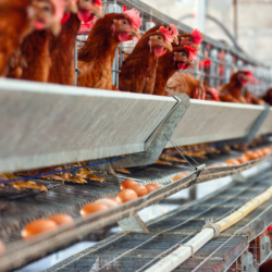 élevage de poules en batterie