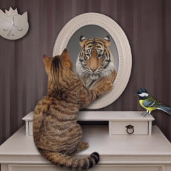 Chat tigré qui regarde dans un miroir reflétant une image de tigre.
