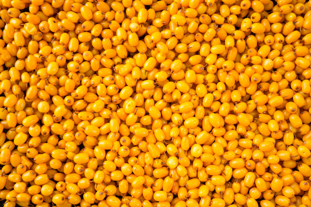 Baies d'argousier riches en oméga 7. Ces baies sont une source concentrée d'acide palmitoléique, un acide gras monoinsaturé aux multiples bienfaits pour la santé cardiovasculaire, digestive, cutanée et métabolique. Utilisées dans les compléments alimentaires et intégrées dans divers régimes, elles contribuent à la réduction des inflammations, à l'amélioration de la circulation sanguine, et à la protection de la muqueuse gastrique.