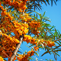 Branches d'argousier (Hippophae rhamnoides) avec des baies orange riches en oméga-7, sous un ciel bleu