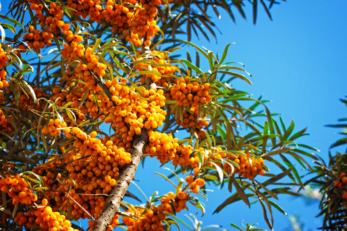 Branches d'argousier (Hippophae rhamnoides) avec des baies orange riches en oméga-7, sous un ciel bleu