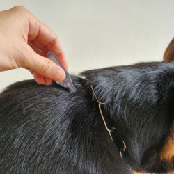 administration d'une pipette antiparasitaire à un chien