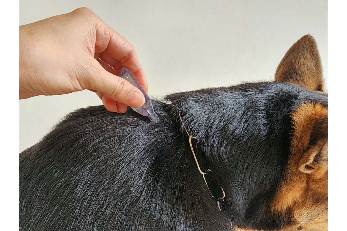 administration d'une pipette antiparasitaire à un chien