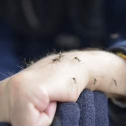 avant bras humain rempli de moustiques