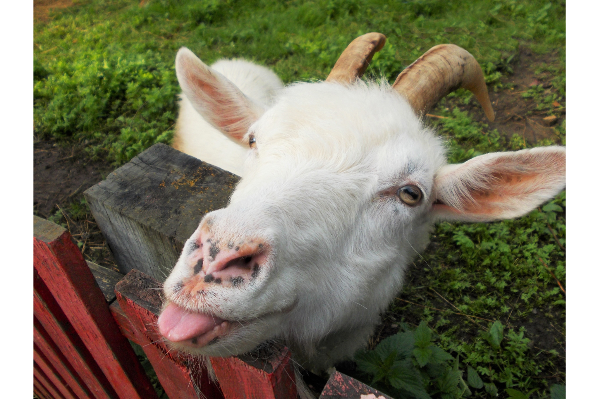 bouc qui tire la langue