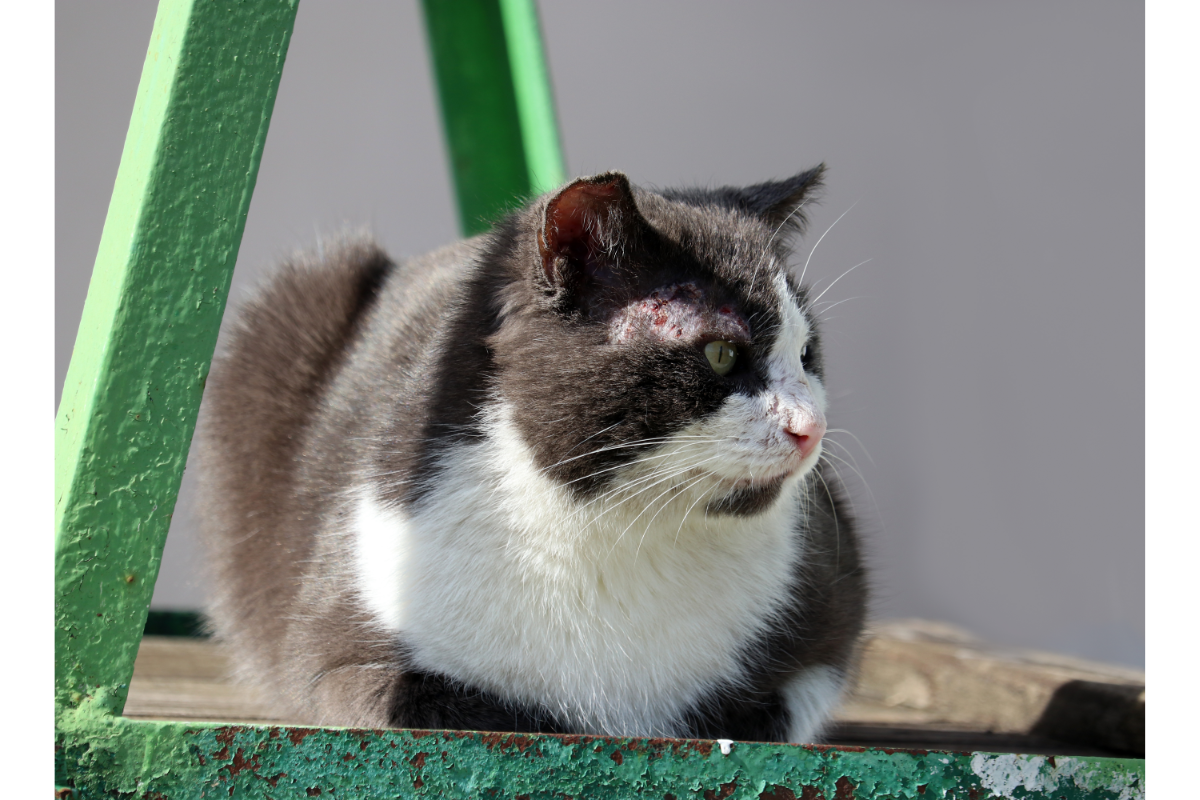 chat noir et blanc souffrant de gale des oreilles