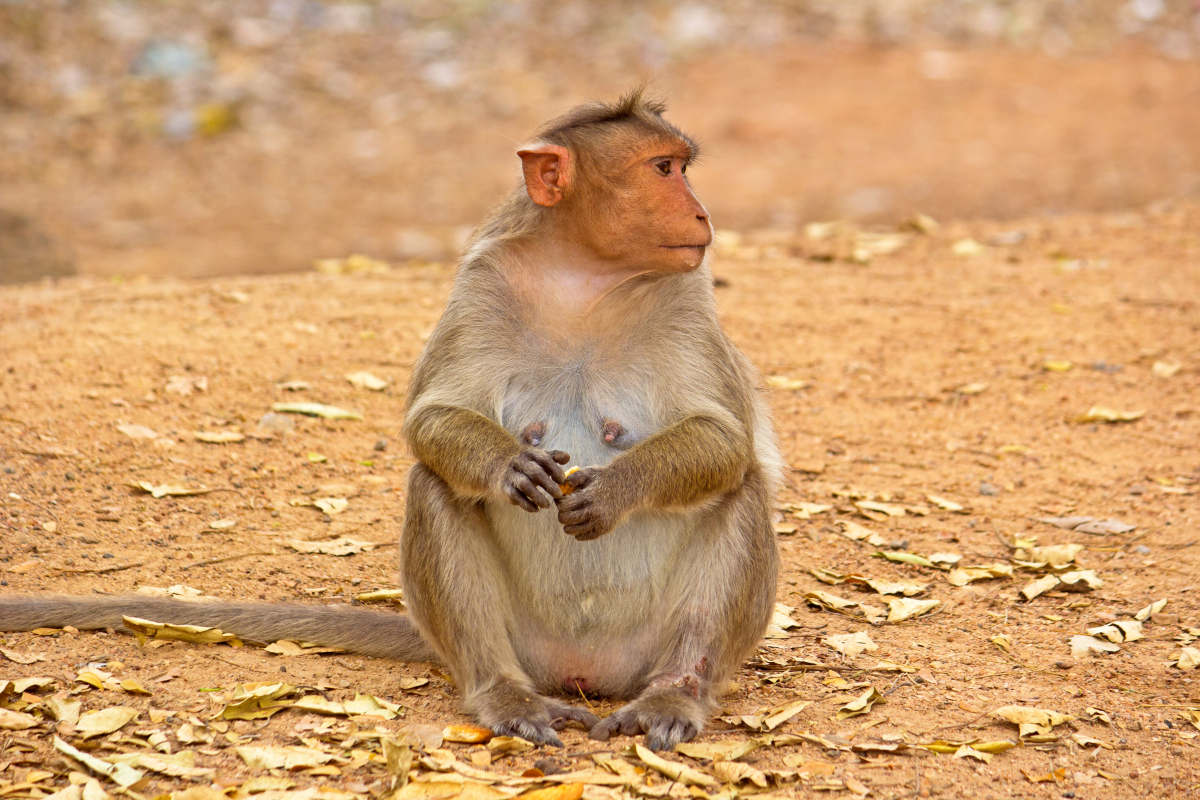 femelle macaque assise sur un sol argileux