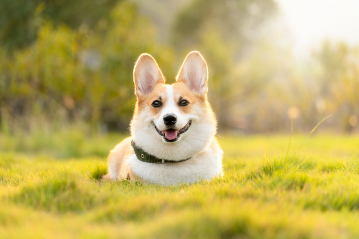 chien de race corgi couché dans une prairie