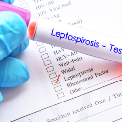 résultat d'un test leptospirose