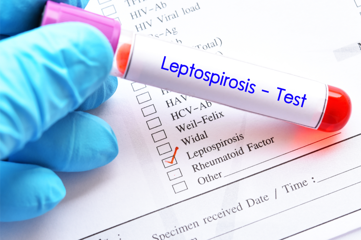 résultat d'un test leptospirose