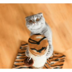 chat grimpant à son arbre à chat