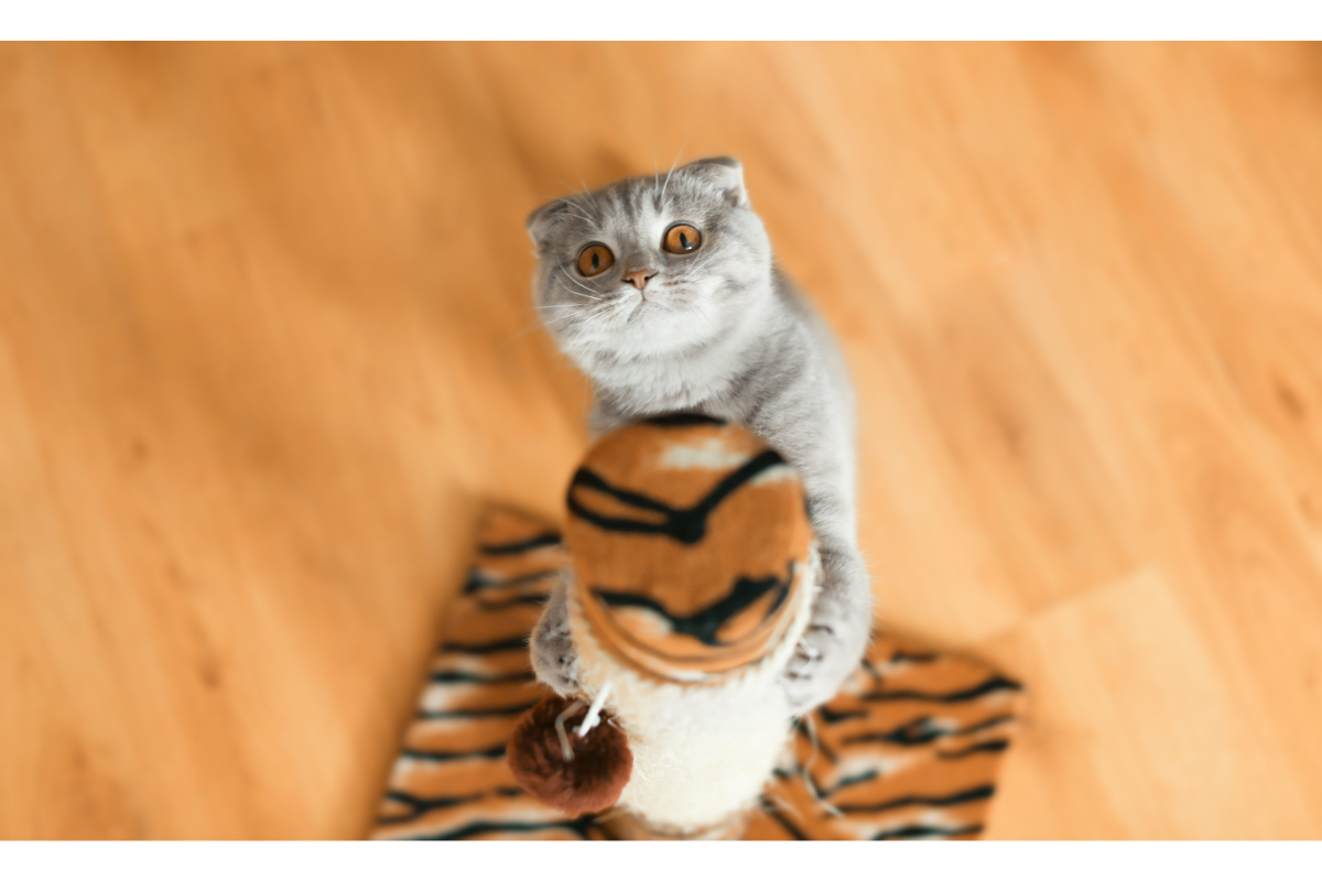 chat grimpant à son arbre à chat