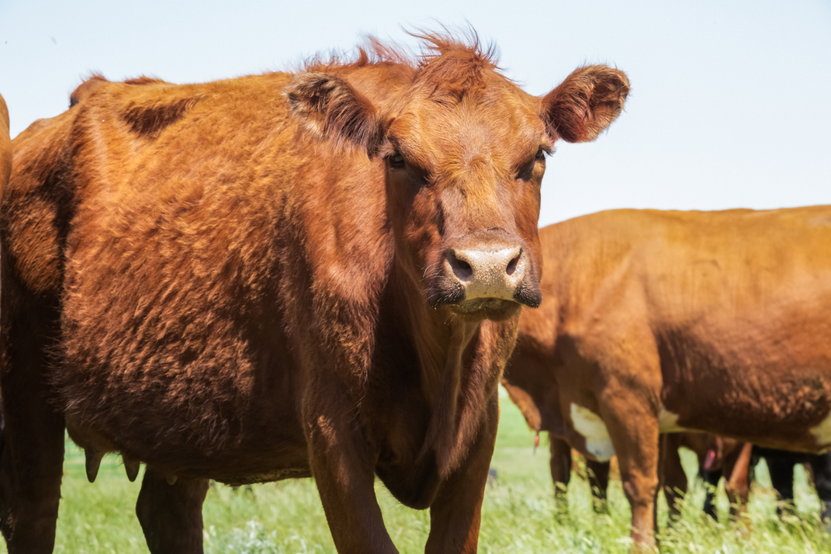 vache brune dans une prairie