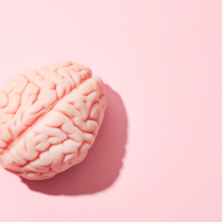 Cette image montre un modèle de cerveau humain sur un fond rose, illustrant le sujet de l'impact de la ménopause sur le cerveau des femmes. Le cerveau, organe central du système nerveux, subit des modifications significatives pendant la ménopause en raison des fluctuations hormonales. Ces changements peuvent affecter la mémoire, la cognition et l'humeur, soulignant l'importance de comprendre et de gérer ces effets pour maintenir la santé cérébrale des femmes ménopausées.