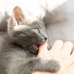 chaton gris qui mord une main