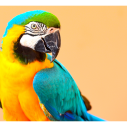 perroquet de couleurs jaune, bleu et verte sur un fond orange