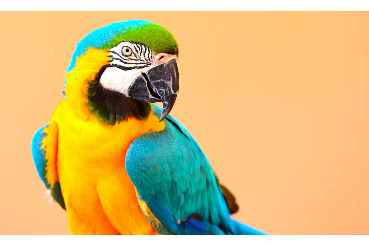perroquet de couleurs jaune, bleu et verte sur un fond orange