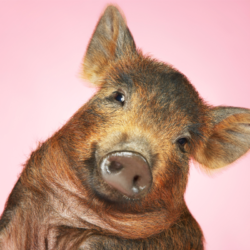 cochon marron qui semble sourire sur un fond rose