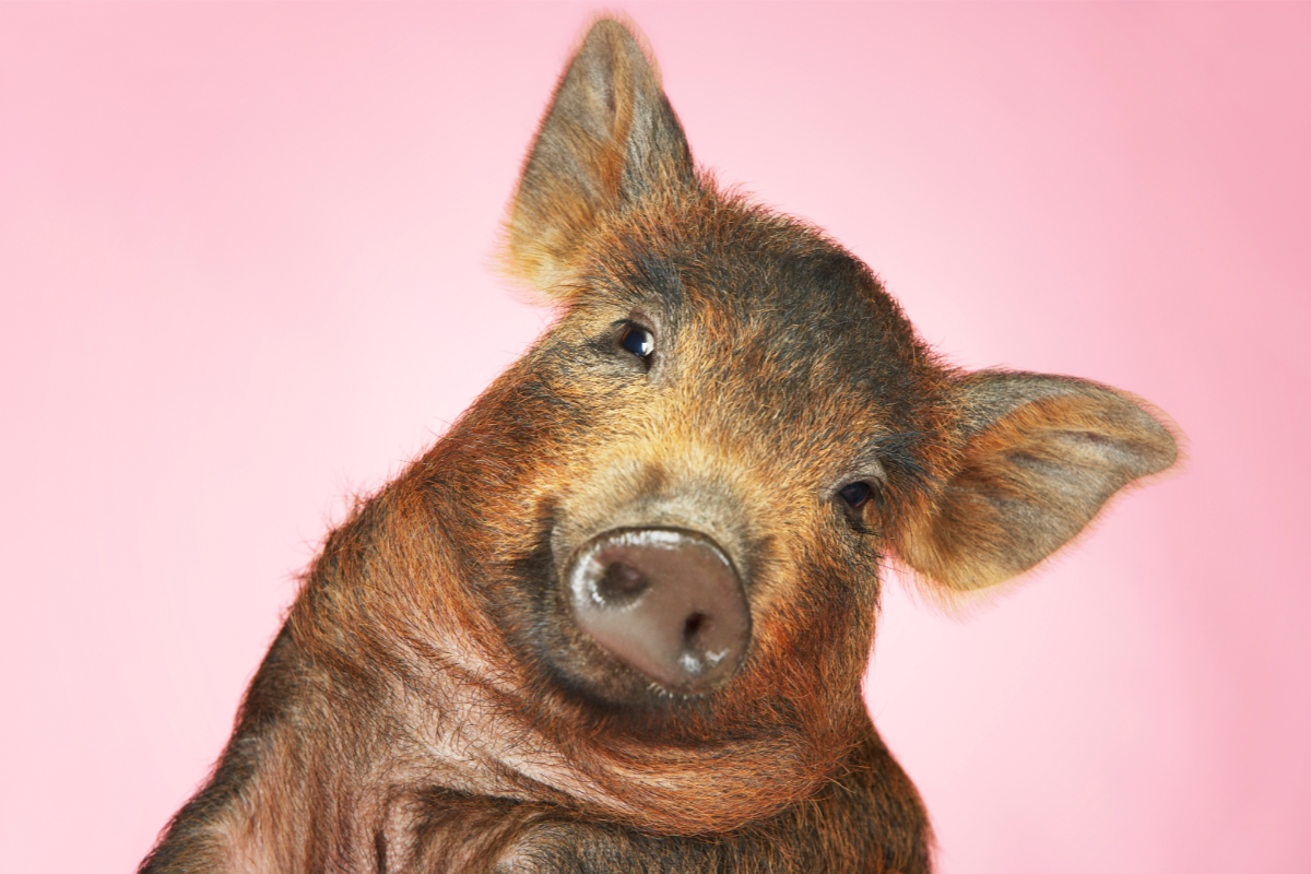 cochon marron qui semble sourire sur un fond rose