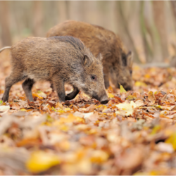 deux marcassins sur un parterre de feuilles d'automne dans une forêt