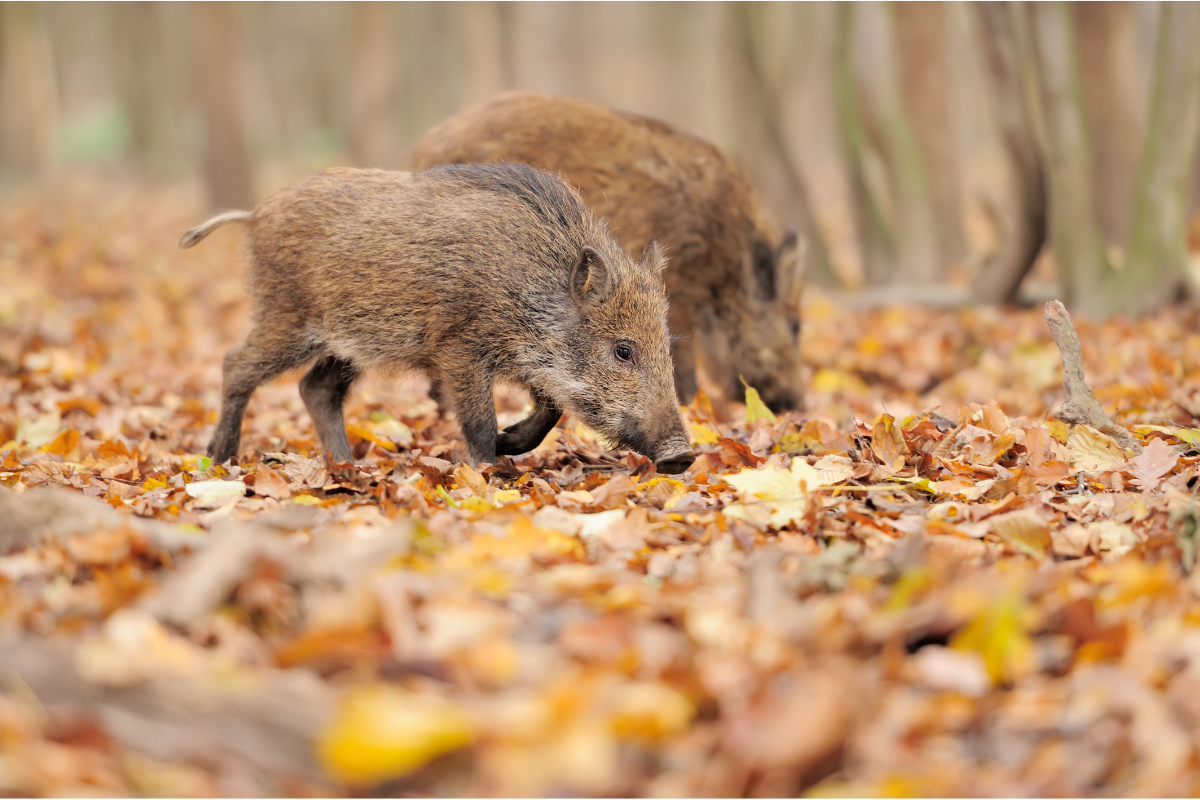 deux marcassins sur un parterre de feuilles d'automne dans une forêt
