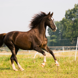 cheval bai brûlé avec des hautes balzanes qui galope dans son pré