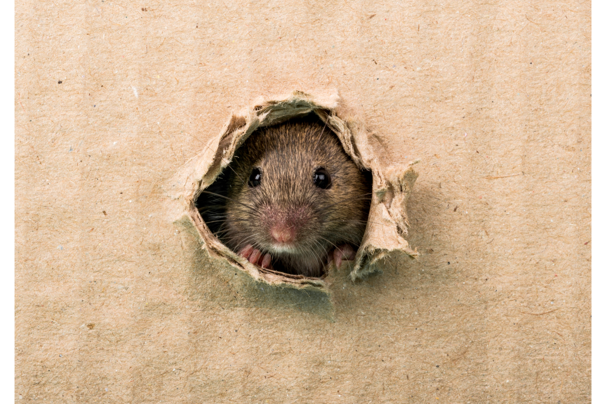 rat qui sort d'une matière type carton