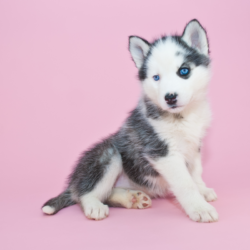 chiot de race husky de couleur gris et blanc aux yeux bleus sur un fond rose