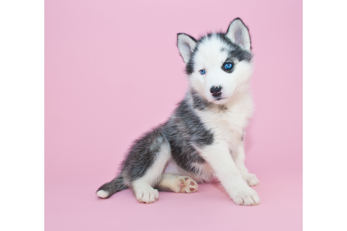 chiot de race husky de couleur gris et blanc aux yeux bleus sur un fond rose