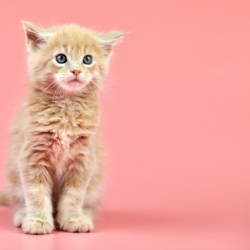 chaton roux aux yeux bleus sur un fond rose