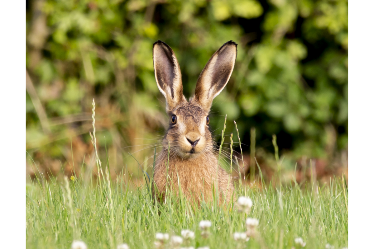lièvre dans un champs en bordure de forêt