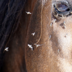 moucherons près d'un oeil de cheval
