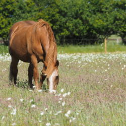 cheval âgé qui broute