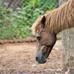 vieux cheval dans un paddock