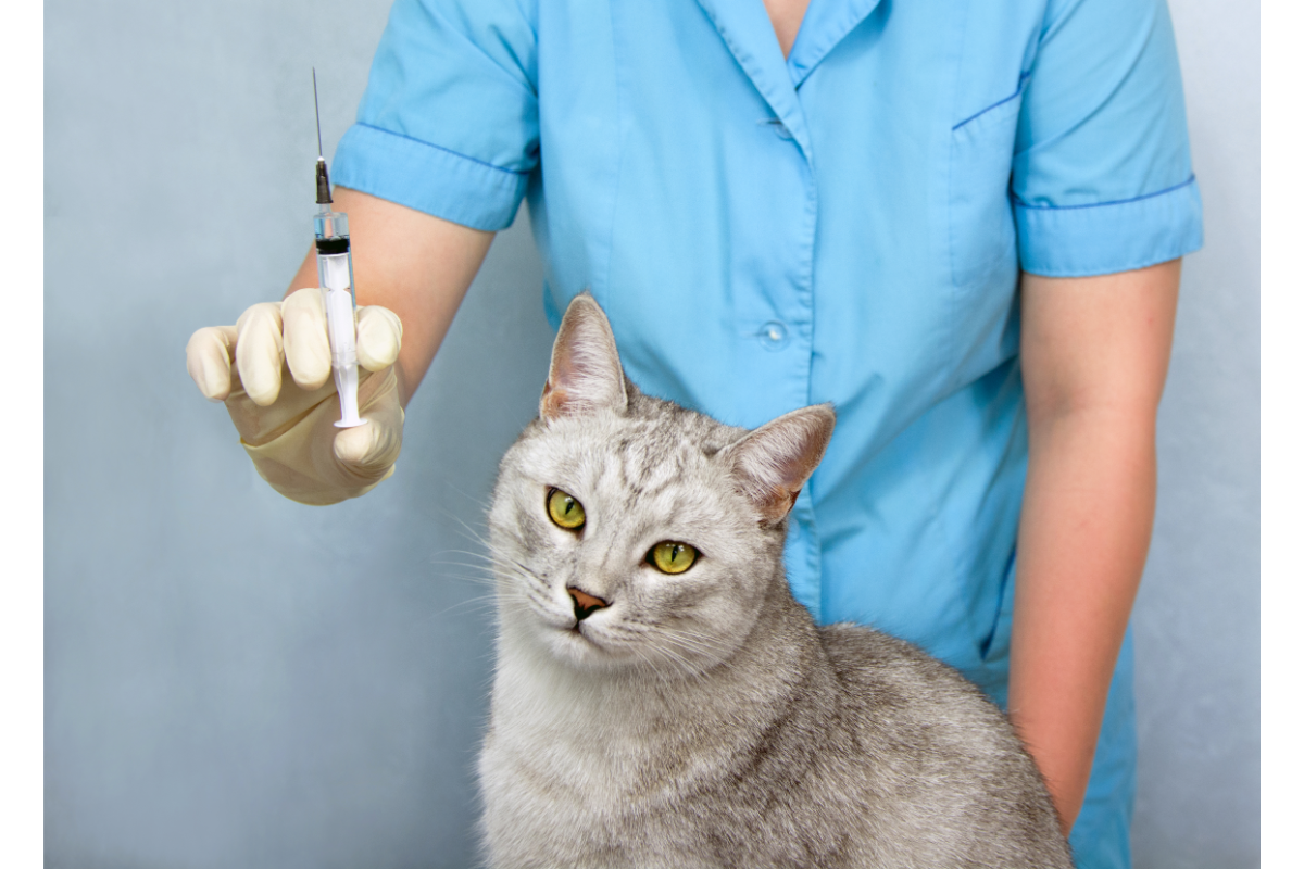 chat gris s'apprêtant à recevoir une piqure