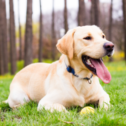 labrador couché dans l'herbe à l'entrée d'un bois
