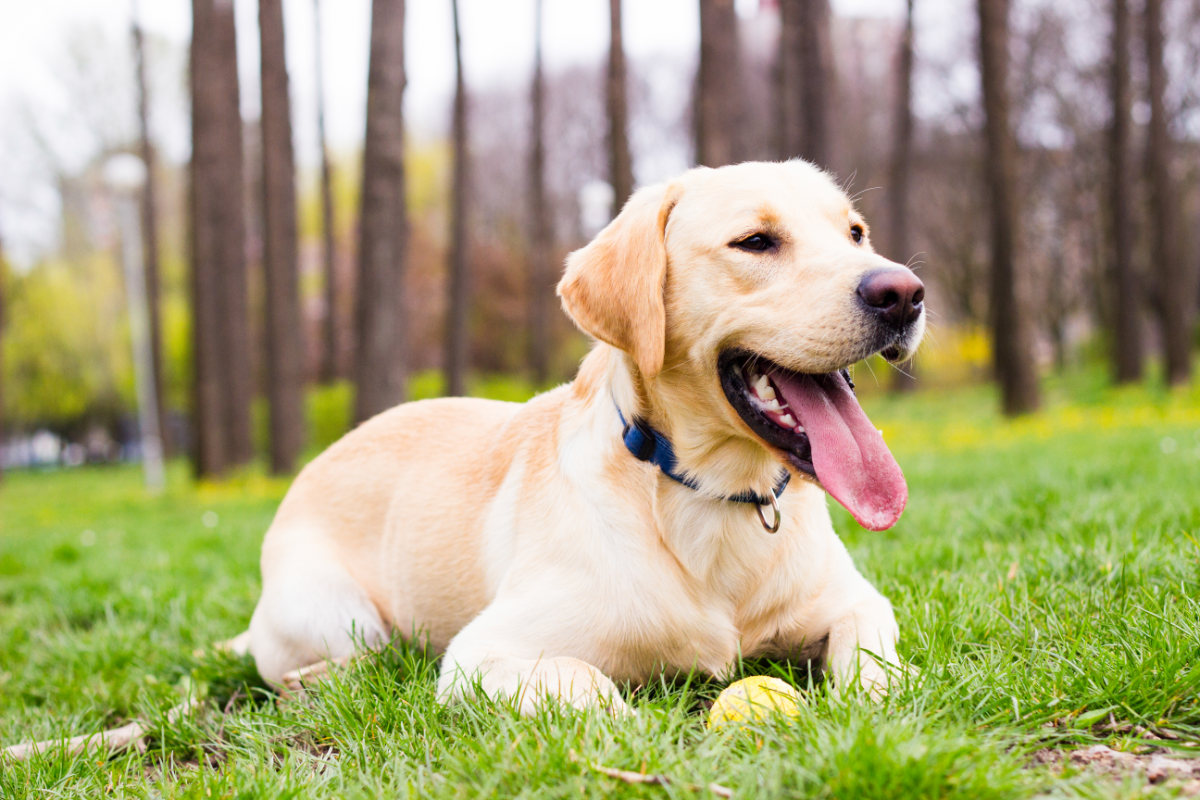 labrador couché dans l'herbe à l'entrée d'un bois