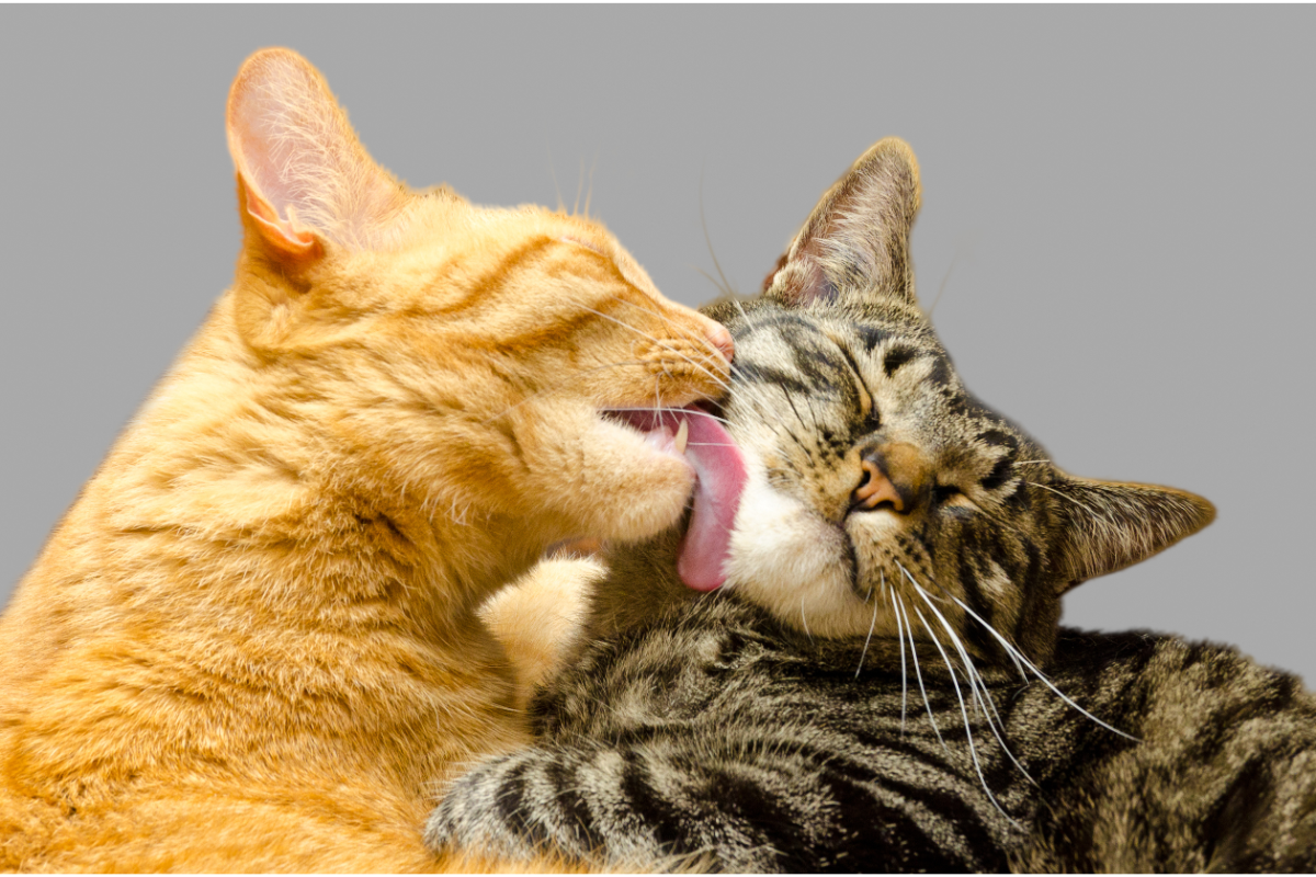 chat roux toilettant un chat tigré