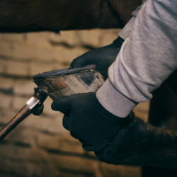 cheval entrain d'être ferrer