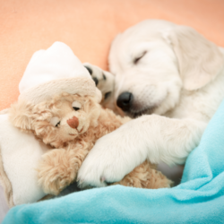 chiot golden retriever qui dort avec son doudou