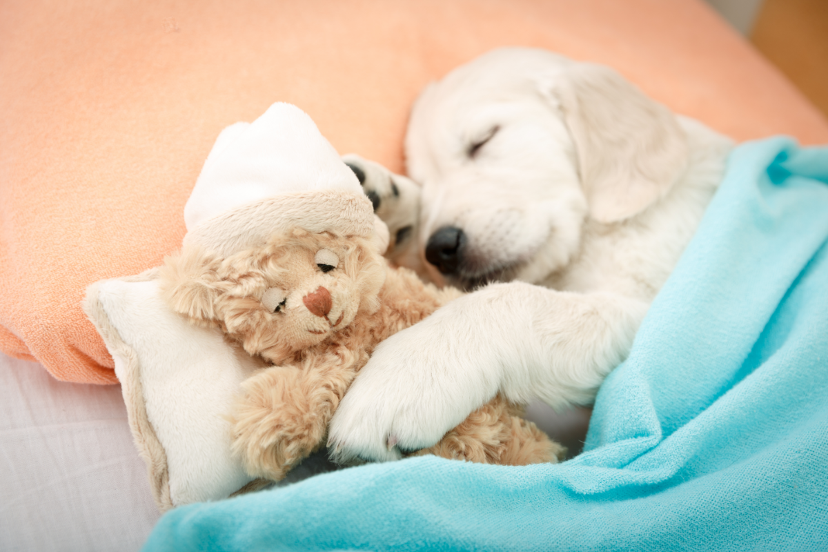 chiot golden retriever qui dort avec son doudou