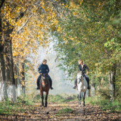 deux cavalières se promenant avec leurs chevaux en forêt