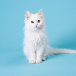 chaton blanc type main coon sur un fond bleu