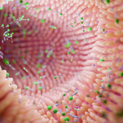 Illustration du microbiote intestinal et des fibres alimentaires : Cette image représente l'intérieur du côlon, mettant en évidence les interactions entre les fibres alimentaires et le microbiote intestinal. Les fibres, non digérées par l'intestin grêle, atteignent le côlon où elles sont fermentées par les microorganismes présents, produisant ainsi des acides gras à chaîne courte bénéfiques pour la santé. Les sources naturelles de fibres, comme les fruits, légumes et céréales complètes, jouent un rôle crucial dans le maintien de cette activité microbienne essentielle