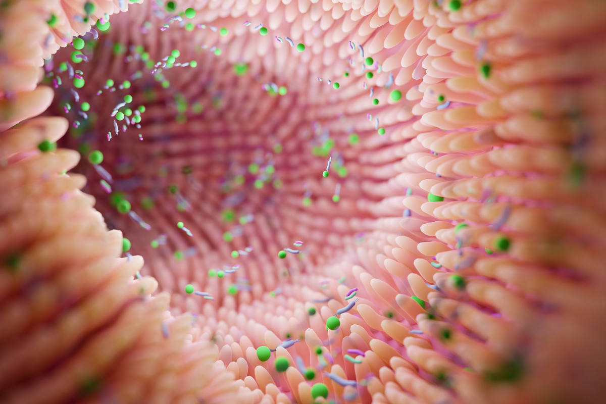 Illustration du microbiote intestinal et des fibres alimentaires : Cette image représente l'intérieur du côlon, mettant en évidence les interactions entre les fibres alimentaires et le microbiote intestinal. Les fibres, non digérées par l'intestin grêle, atteignent le côlon où elles sont fermentées par les microorganismes présents, produisant ainsi des acides gras à chaîne courte bénéfiques pour la santé. Les sources naturelles de fibres, comme les fruits, légumes et céréales complètes, jouent un rôle crucial dans le maintien de cette activité microbienne essentielle